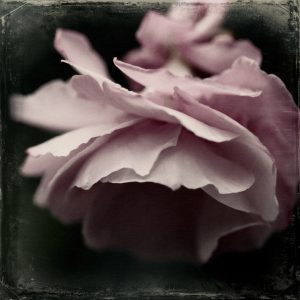 Flores Ephemeri 17129