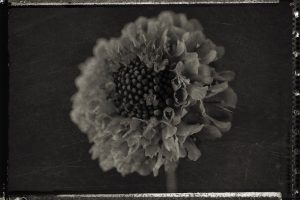 Flores Ephemeri 18002
