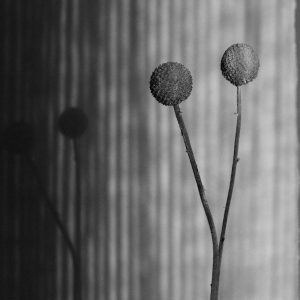 Flores Ephemeri 18013