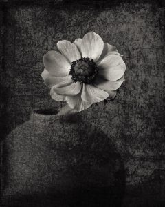 Flores Ephemeri 18015