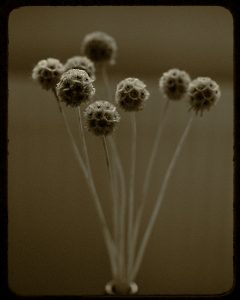 Flores Ephemeri 18017