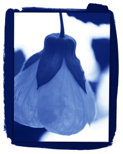 Abutilon Hybridum Cyanotype