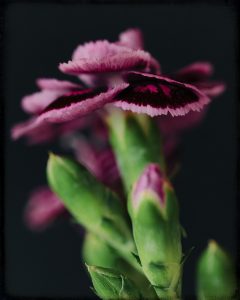 Flores Ephemeri 18033