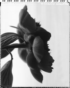 Black and White Peony - Morning Light April 26, 2018