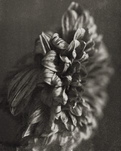 Flores Ephemeri 18044