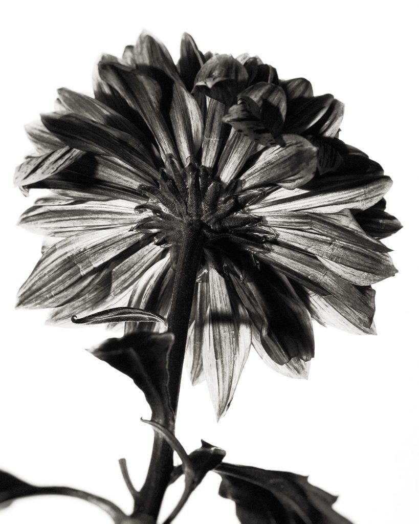 Flores Ephemeri 18041