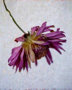 Flores Ephemeri 18045