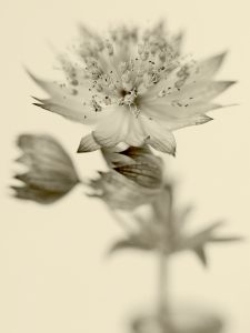 Flores Ephemeri 18064
